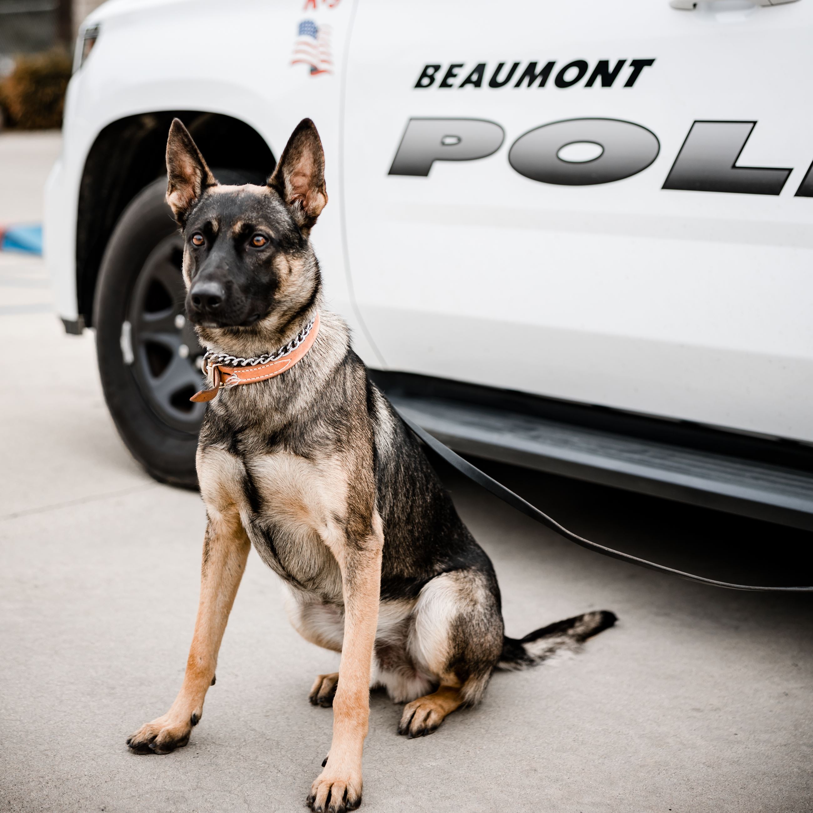 Photo of K9 Murph - Canine